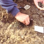 A person carefully removes coins from the soil of a trench
