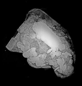 Cheekpiece 1 X-ray © The Trustees of the British Museum