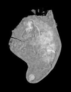 Cheekpiece 2 X-ray © The Trustees of the British Museum
