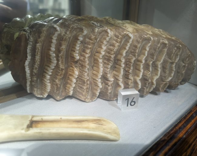 Mastodon Tooth Scaled Aspect Ratio 650 517