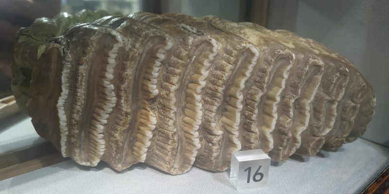 Mastodon Tooth Scaled Aspect Ratio 800 400