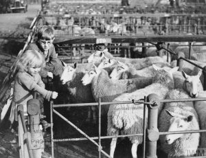 Two children look at sheep in a pen